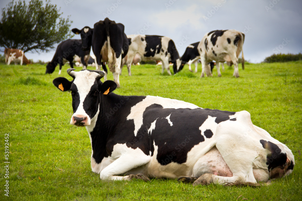 cow cow