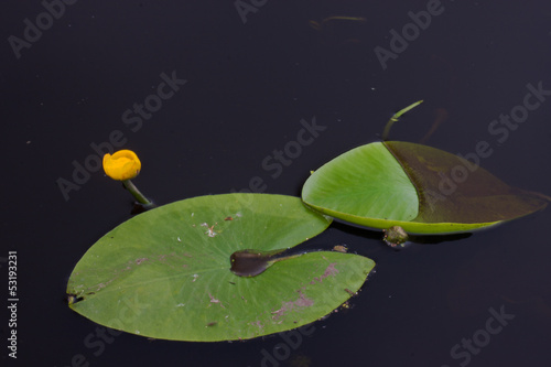 Flower and leaves of Yellow Water-lily on dark water