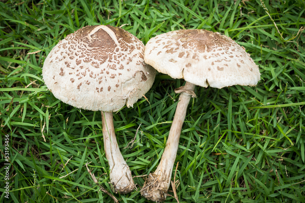 Green-gilled Parasol Mushroom Green-gilled Parasol Mushroom