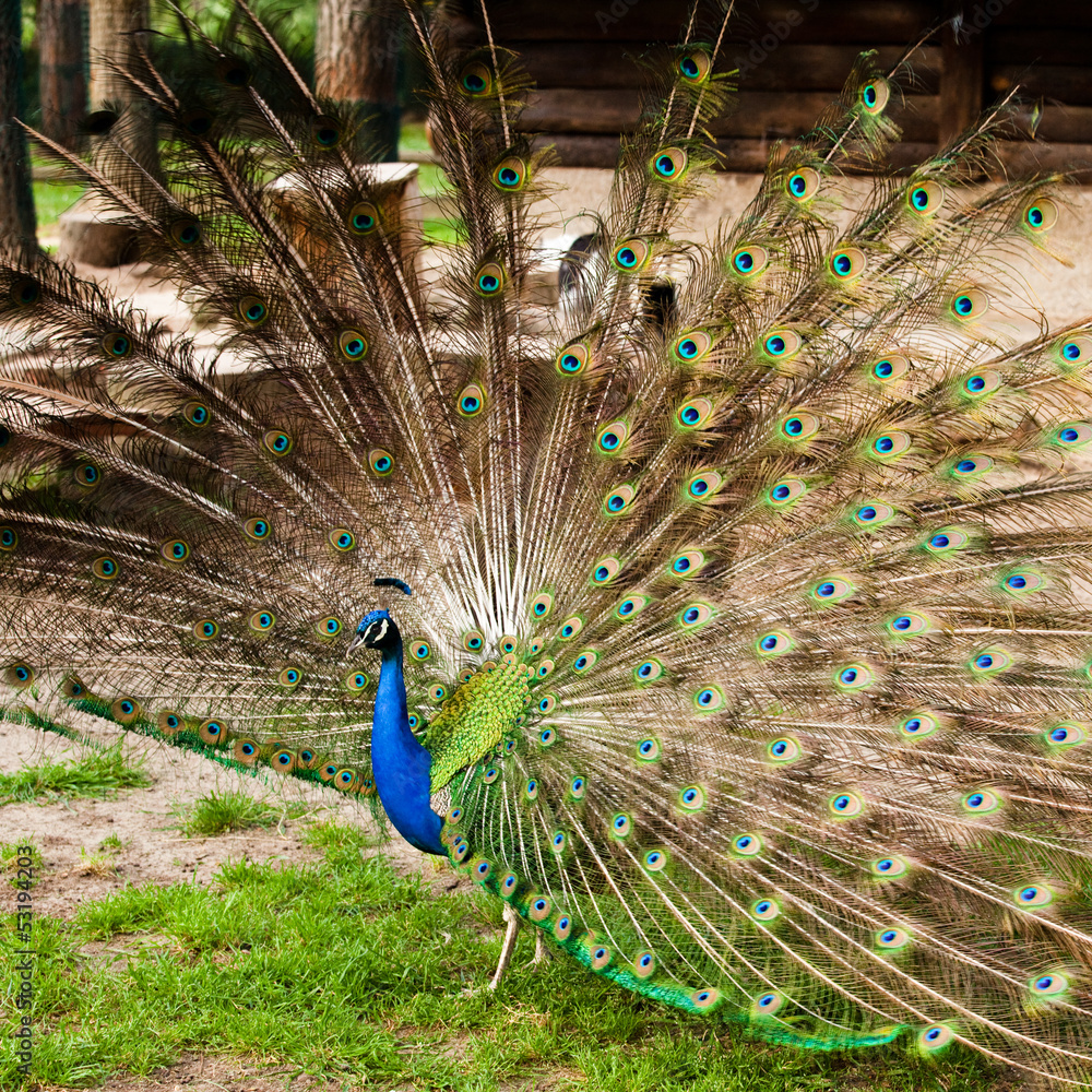 Fototapeta premium Pavone