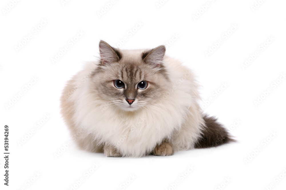 Neva Masquerade cat on a white background Neva Masquerade cat on a white background