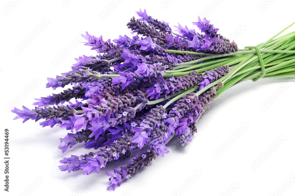 lavender flowers - obrazy, fototapety, plakaty 