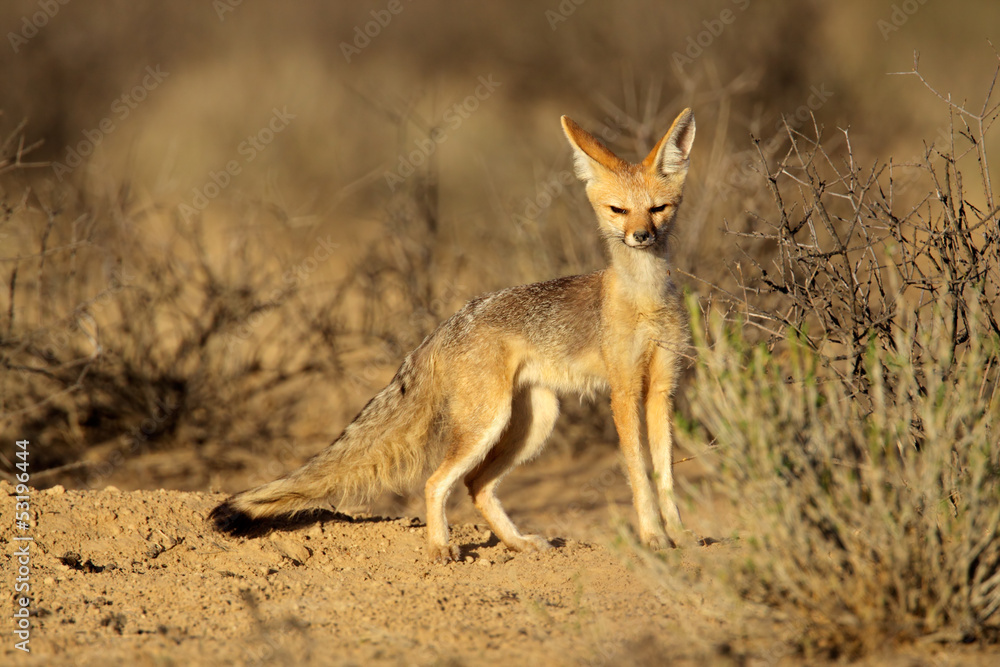 Cape fox, Kalahari desert Cape fox, Kalahari desert