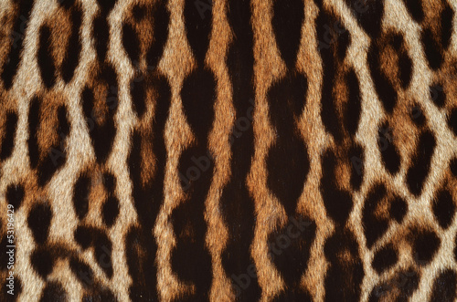 leopard fur closeup