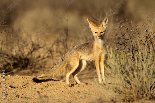 Cape fox, Kalahari desert © EcoView