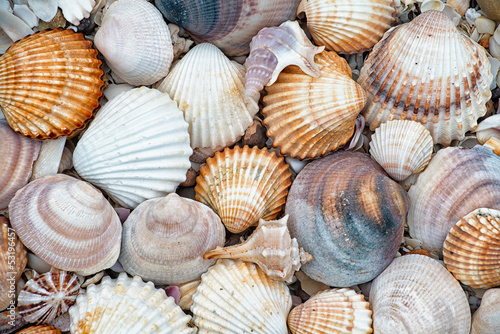 abstract texture of shells