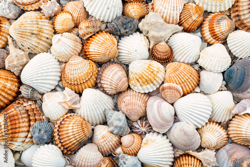 Fototapeta Abstract texture of shells