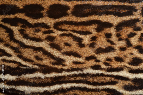 closeup of ocelot spotted fur