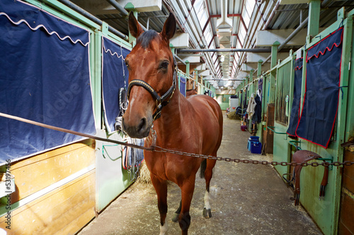 Chestnut horse in horse barn