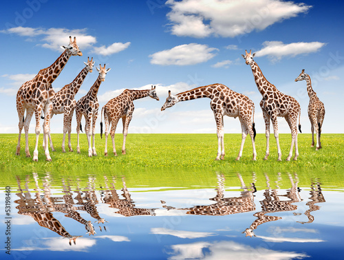 Fototapeta Naklejka Na Ścianę i Meble -  herd of giraffes