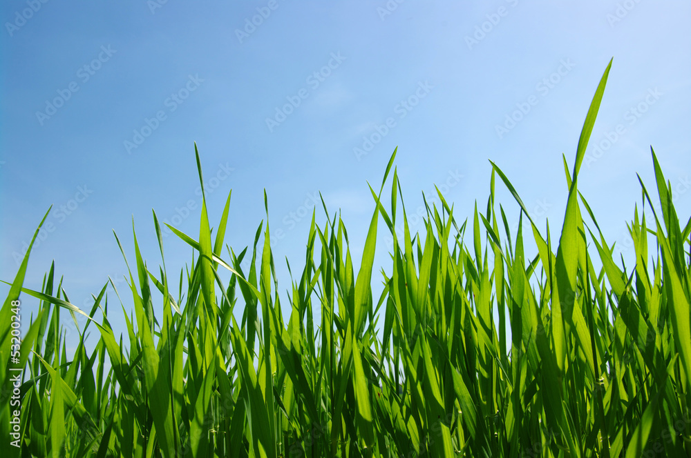grass and sky grass and sky