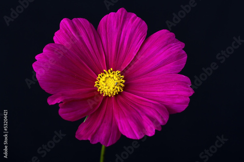 Cosmos pink and white flower