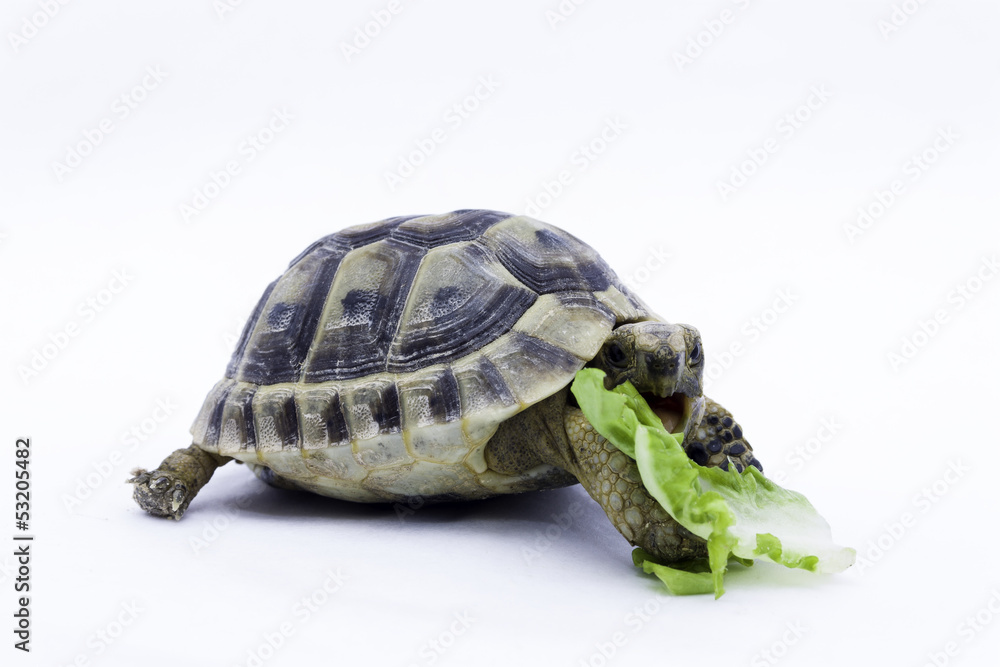 Naklejka premium Tortuga comiendo