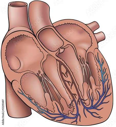 Human Heart