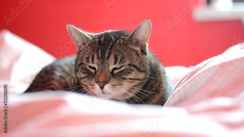 Cute cat