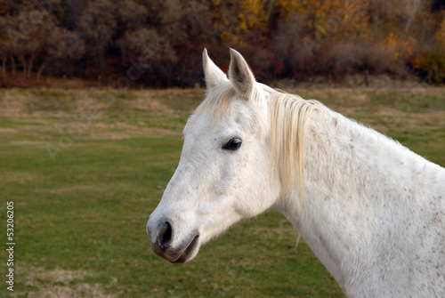 White horse standing in a pasture