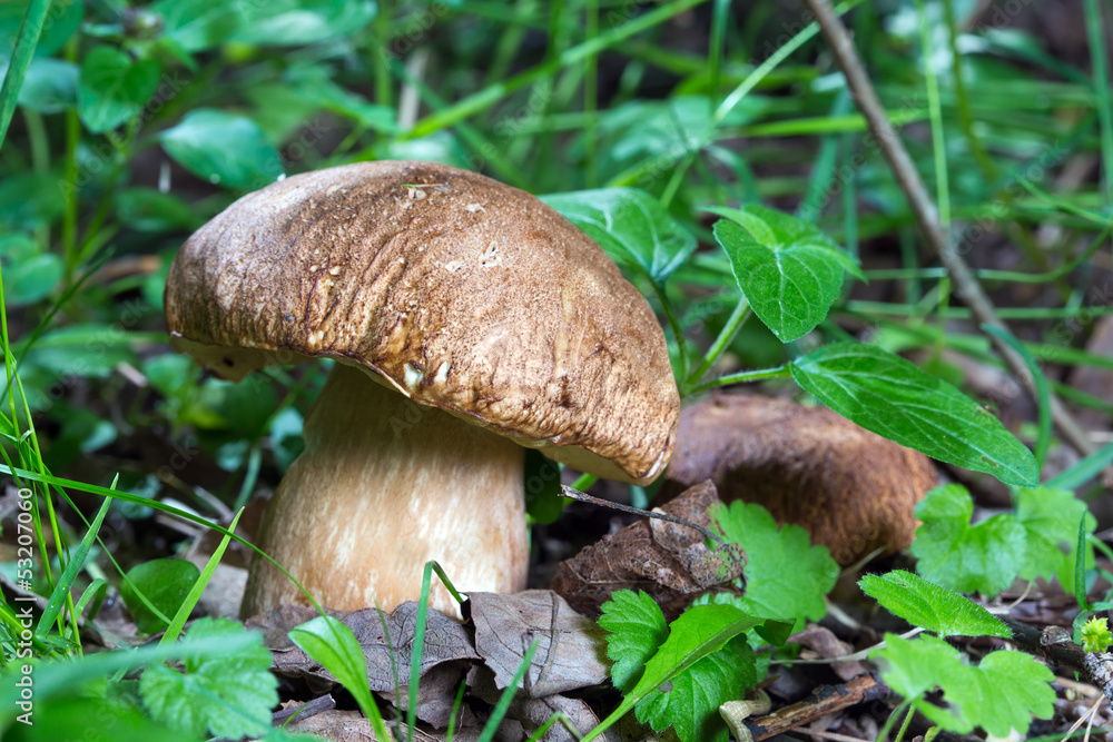 Porcini Mushroom in natural enviroment Porcini Mushroom in natural enviroment