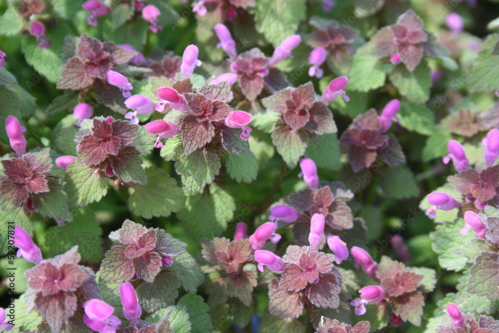 red dead nettle (Lamium purpureum) red dead nettle (Lamium purpureum)