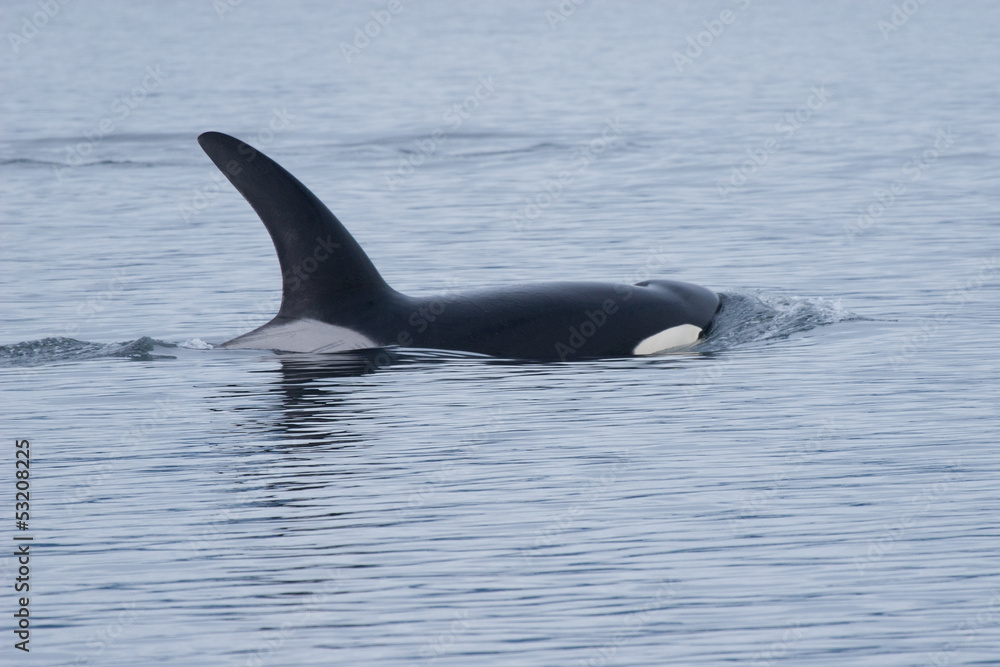Fototapeta premium Orca in Open Ocean