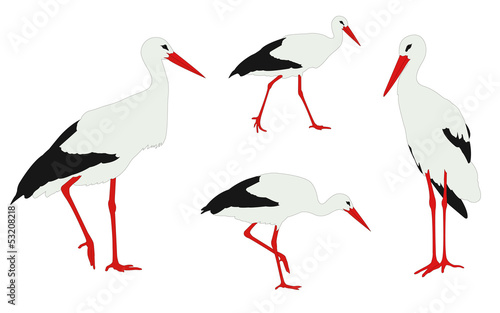 storks illustration - vector