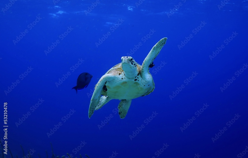 Fototapeta premium Pick me! High Five! green Sea turtle making a turn