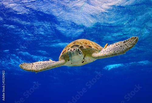 Green Sea Turtle swimming in the ocean