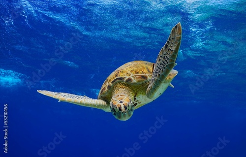 Green Sea Turtle descending into the blue