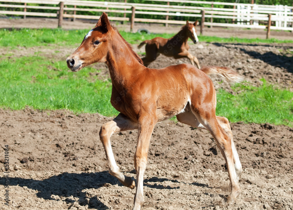 Obraz premium little chestnut foals in movement