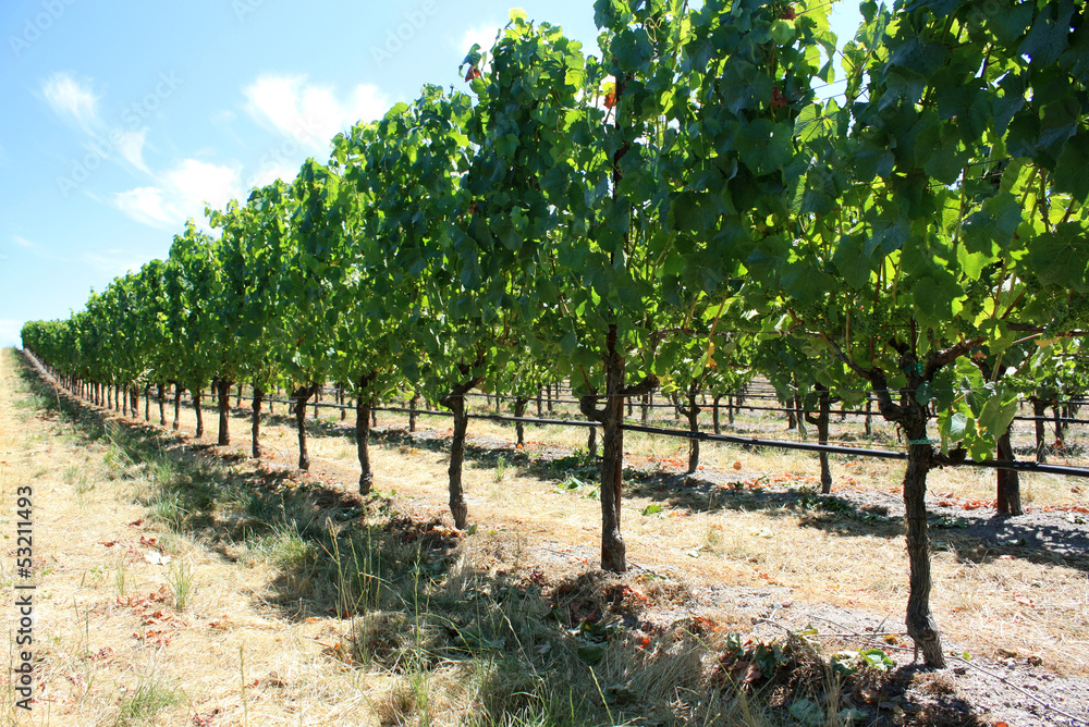 row of grapes - california vineyard