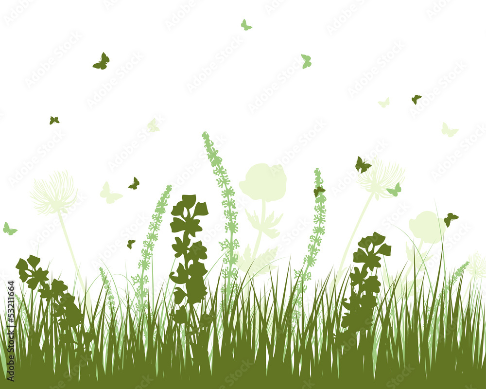 Fototapeta premium Summer meadow