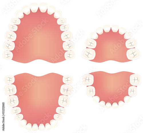 永久歯と乳歯のイラスト Stock Illustration Adobe Stock