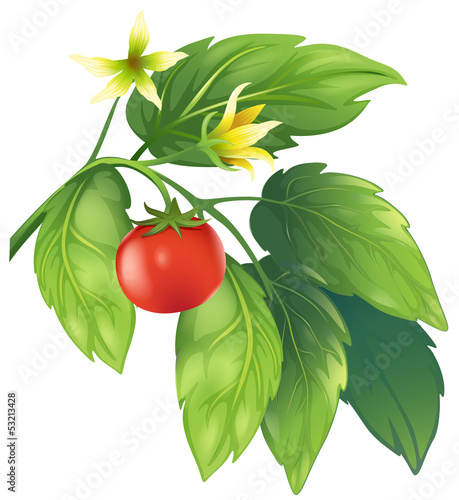 Tomato