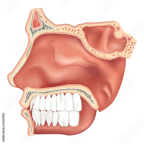 Nasal Cavity