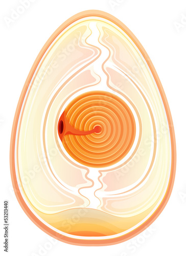 Inner Shell Membrane