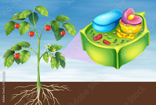 Plant Cell