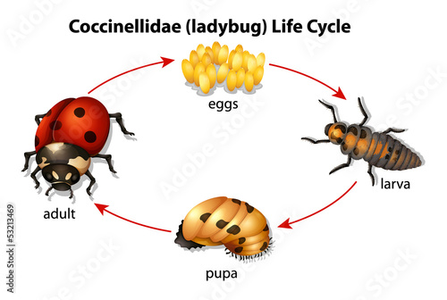 Ladybug