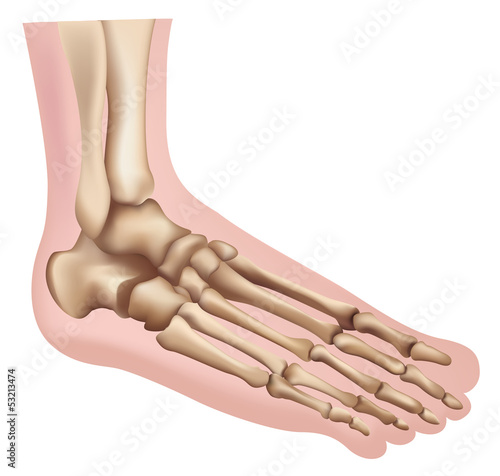 Foot
