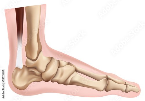 Skeleton of the Foot