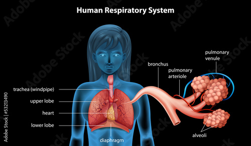 Human Respiratory System