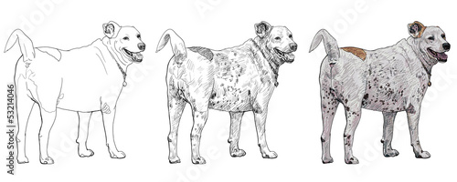 The castrate dog