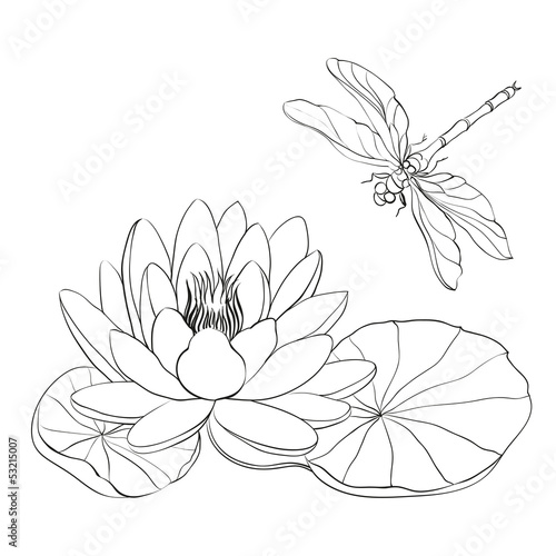 Water Lily and dragonfly.