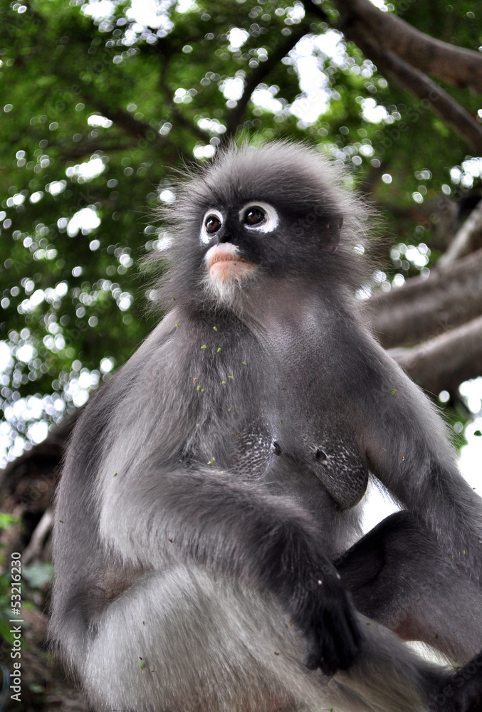 Fototapeta premium Spectacled langur monkey in thailand