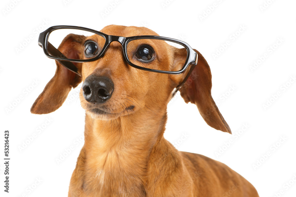 Dachshund dog wear black glasses