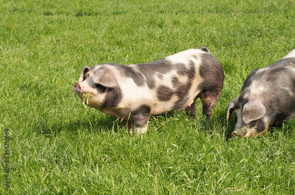 Buntes Bentheimer Schwein Buntes Bentheimer Schwein
