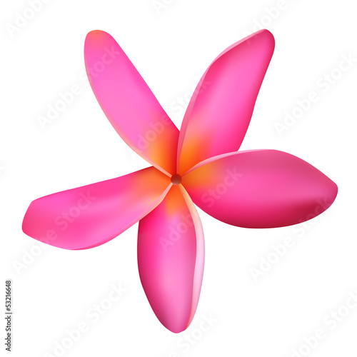Pink plumeria flower