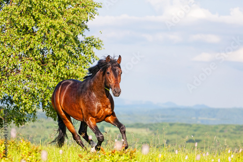 Bay horse skips on a meadow against mountains