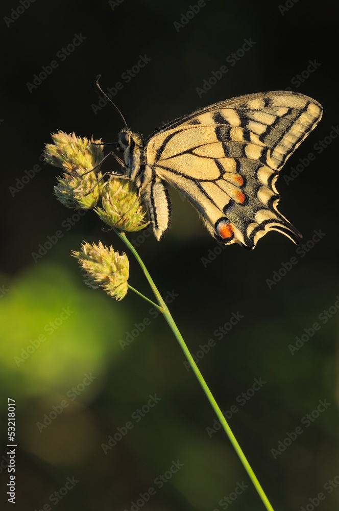 Naklejka premium Macaone