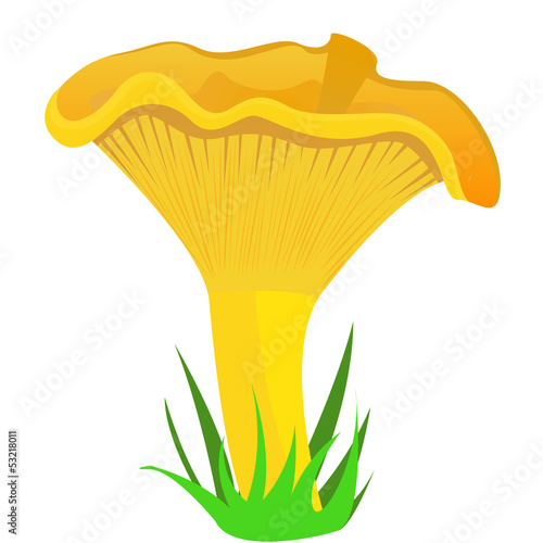 chanterelle mushroom