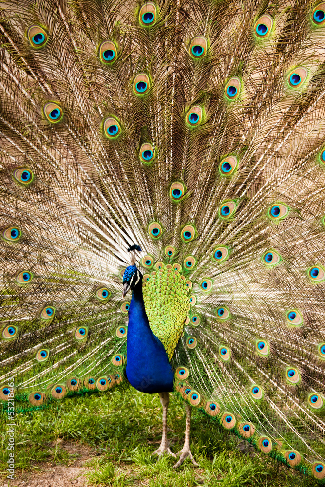 Obraz premium Pavone