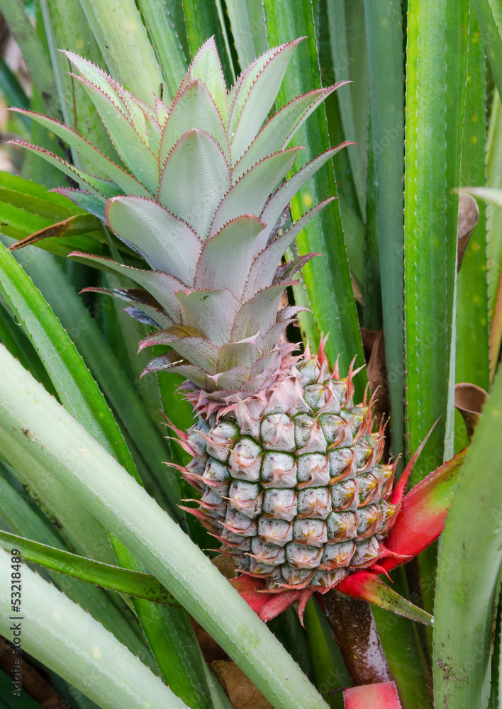 Tropical fruit of pineapple field Tropical fruit of pineapple field